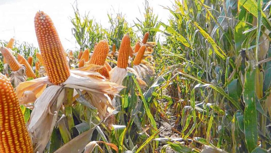agro