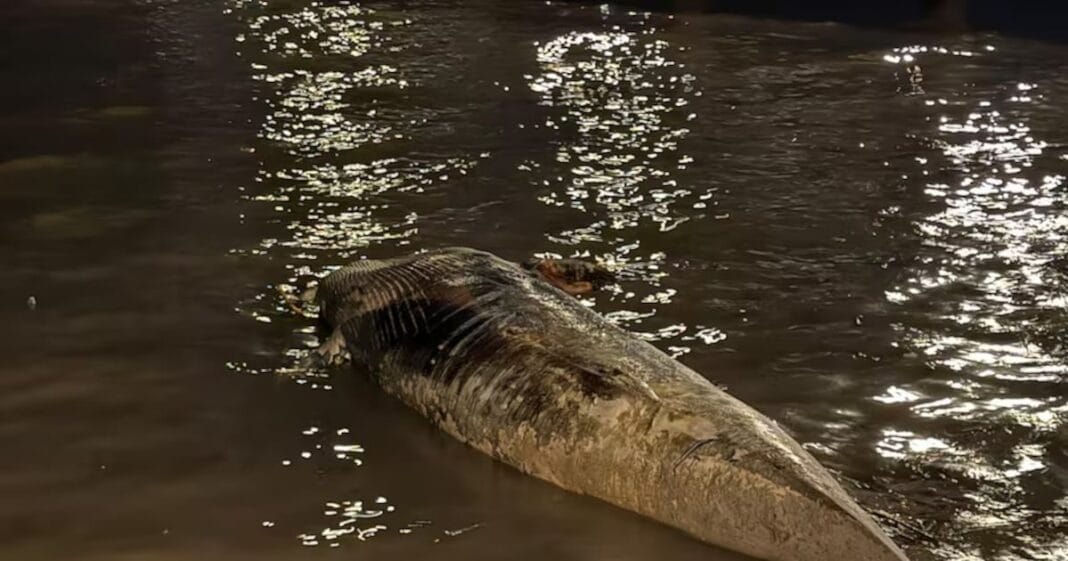 Apareció otra ballena muerta en el Río de La Plata Apareció otra ballena muerta en el Río de La Plata