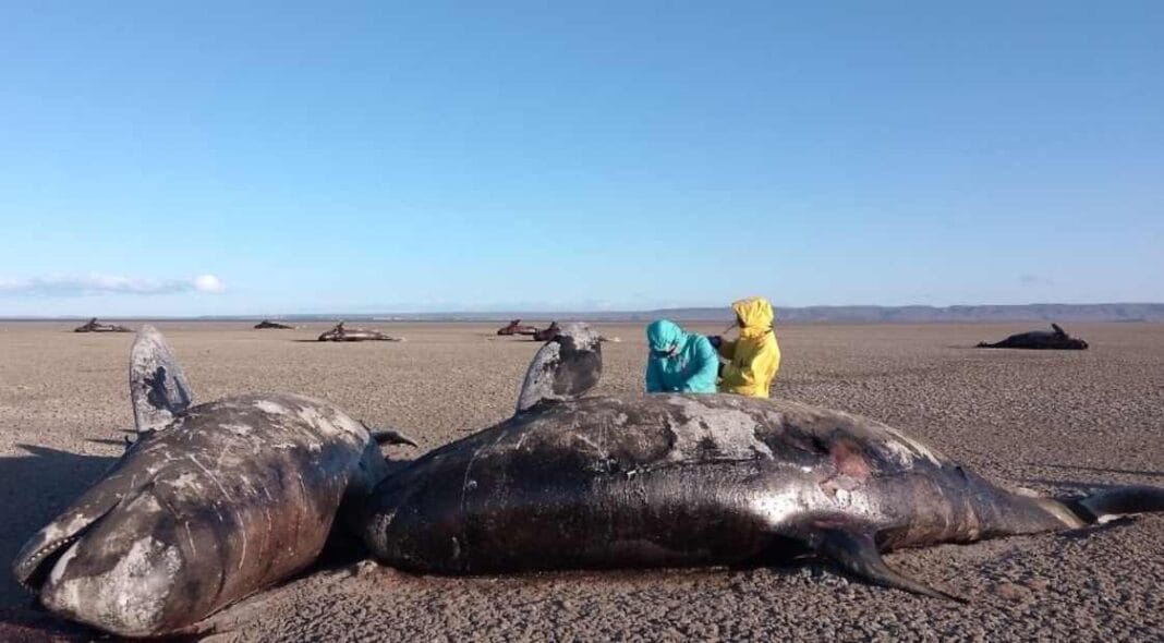 ¿Catástrofe natural o señal de alerta ambiental?:26 orcas del ecotipo D aparecen varadas en Tierra del Fuego orcas