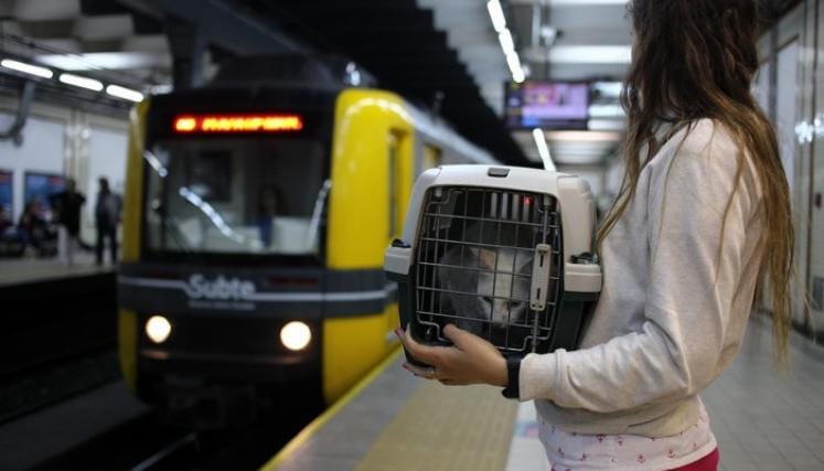 El Gobierno habilitó el traslado de mascotas en micros y trenes de larga distancia Animales en subte