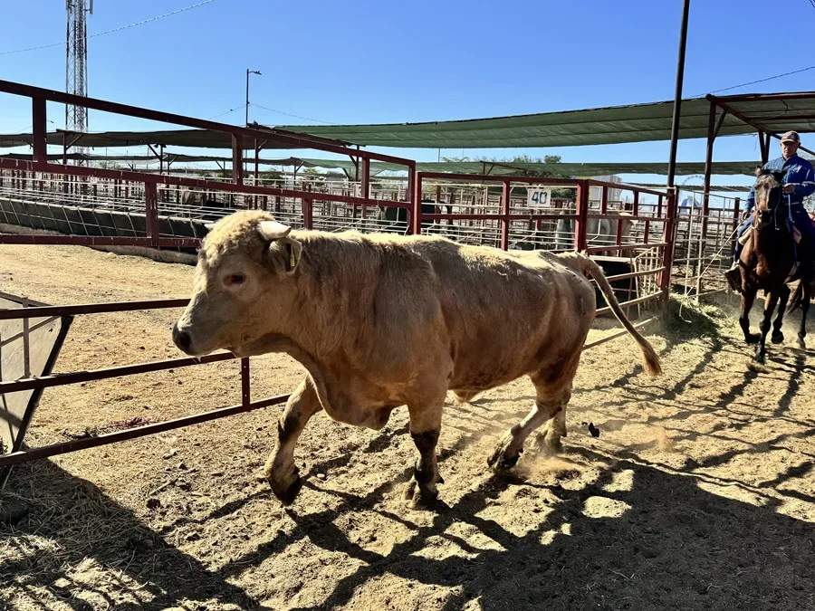 China aplicará cuotas y un arancel del 55% a la carne vacuna importada desde 2026: impacto para Argentina vacas china