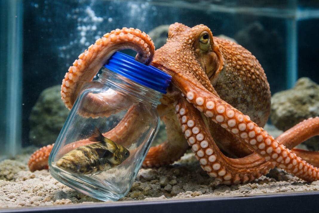 Confirmado por la ciencia: los animales más inteligentes del planeta y las habilidades que sorprenden al mundo Pulpo