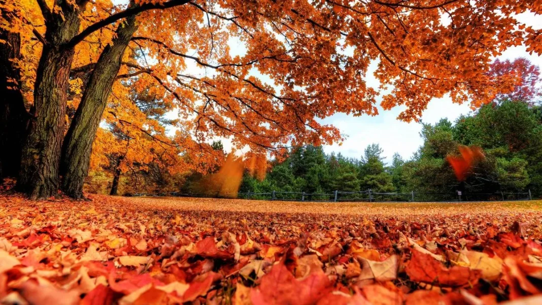 Llega el otoño astronómico: cuándo empieza y qué cambia en el cielo argentino otoño