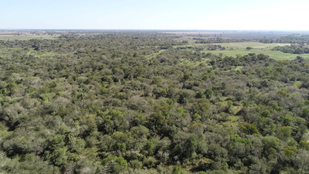 Bosques-Nativos