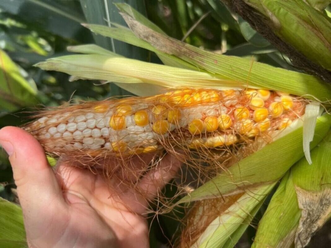 ¡A no relajarse! La chicharrita del maíz retrocedió con el frío, pero siguen en alerta las zonas endémicas CHICHARRITA daños