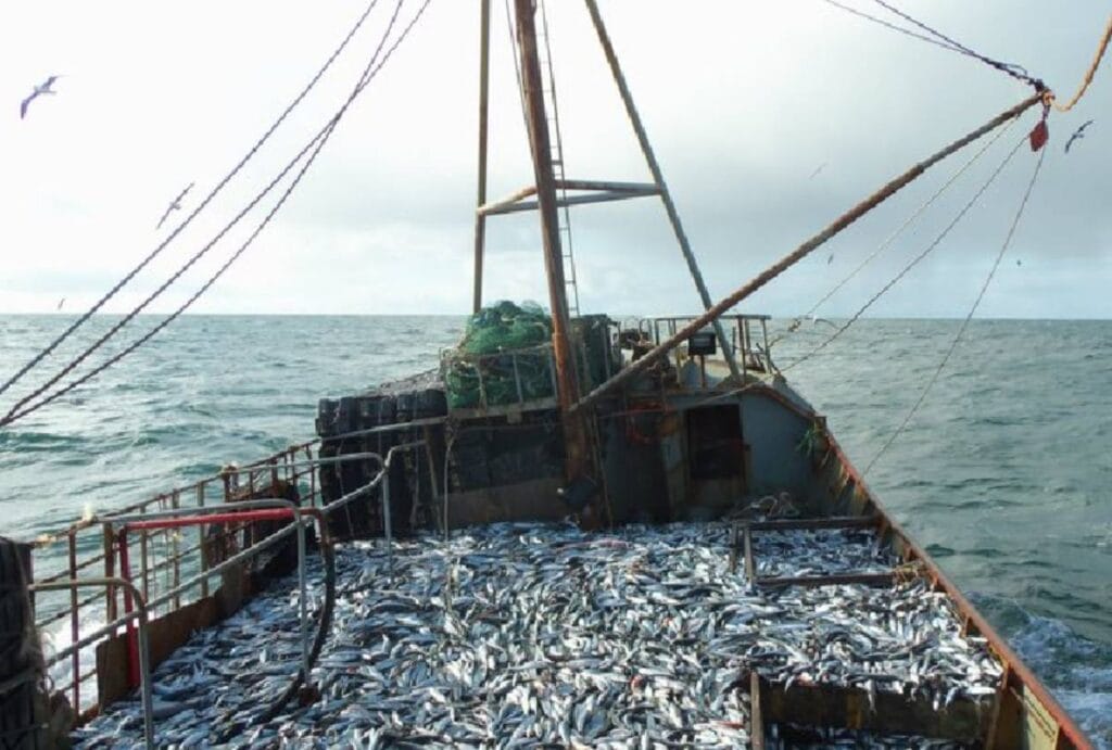 Pesca