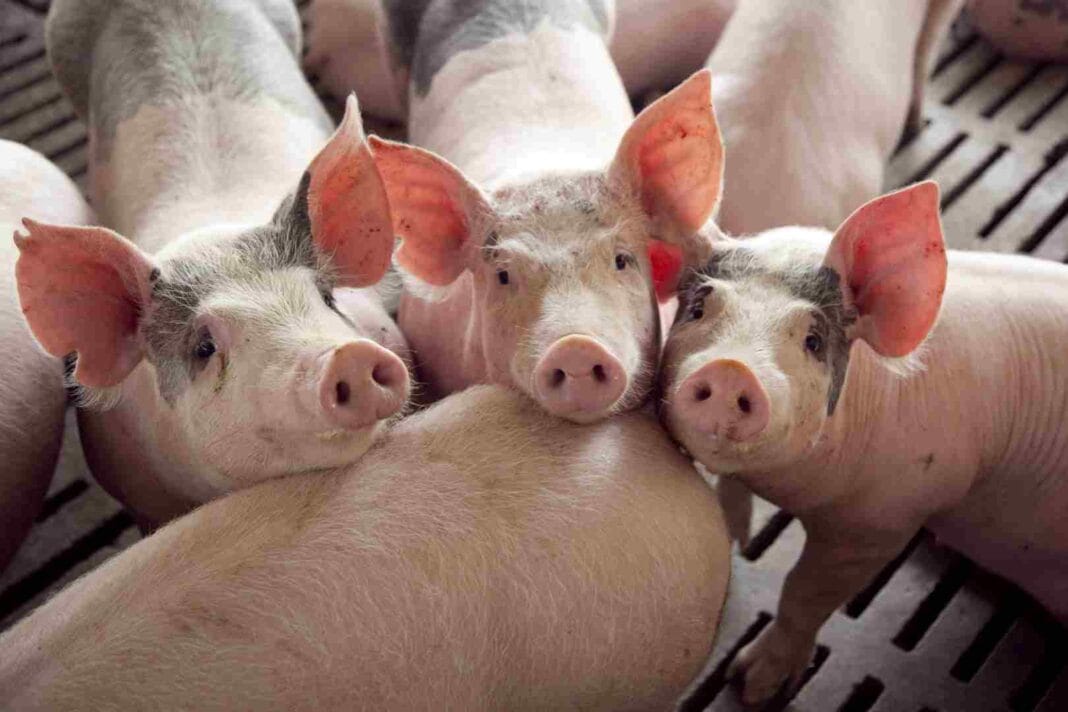 El campo acelera la inversión: BICE ya otorgó más de $67.000 millones a productores cerdo2